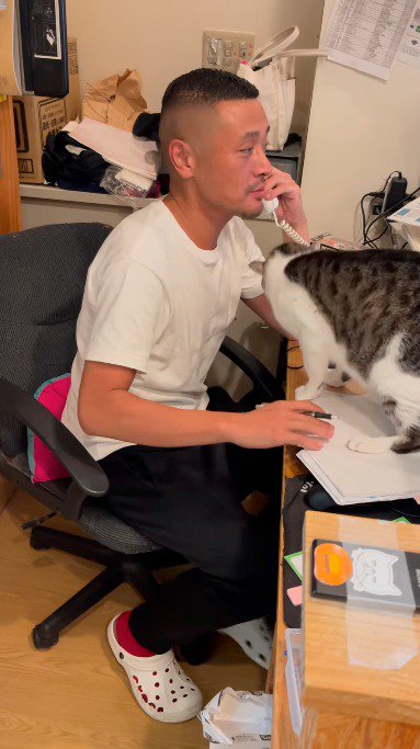 机の上にあるノートの上に乗る猫