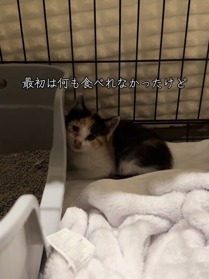 隅にいる子猫