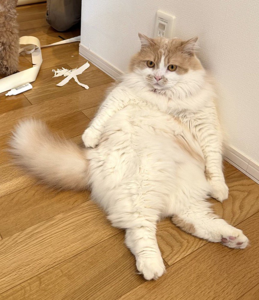 壁にもたれかかりながら遠くを見つめる猫