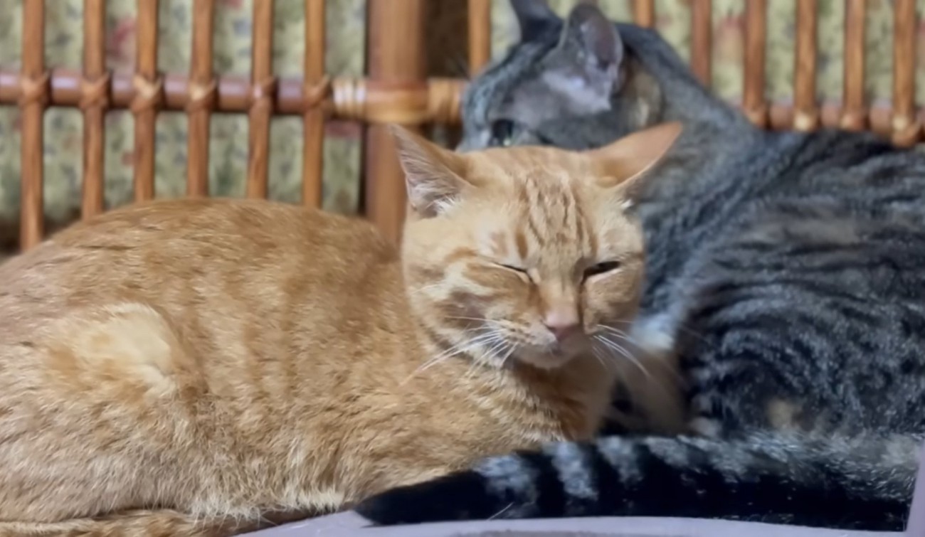 寄り添ってくつろぐ猫