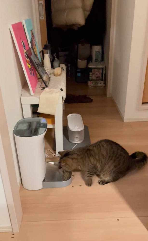 ごはんを見つめる猫