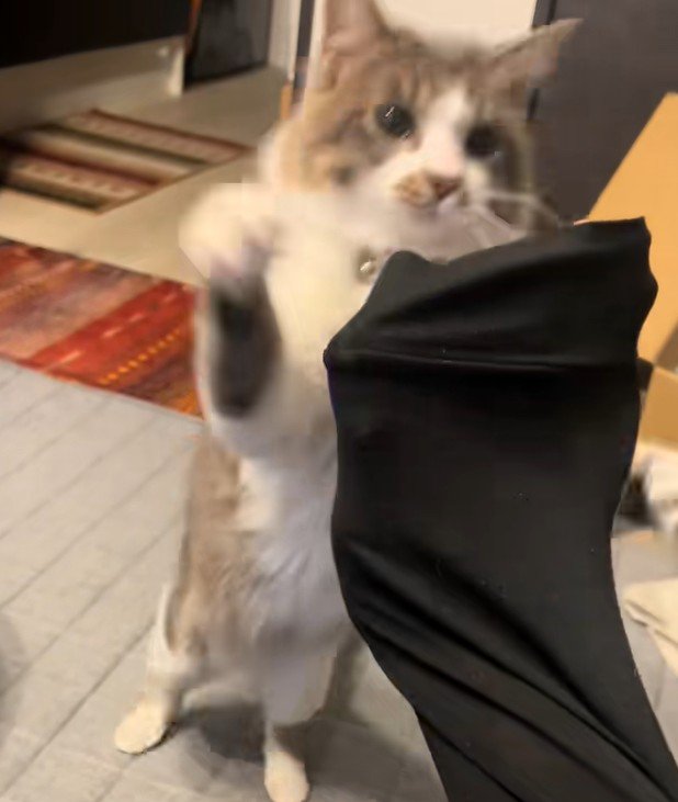 手にとびかかる猫