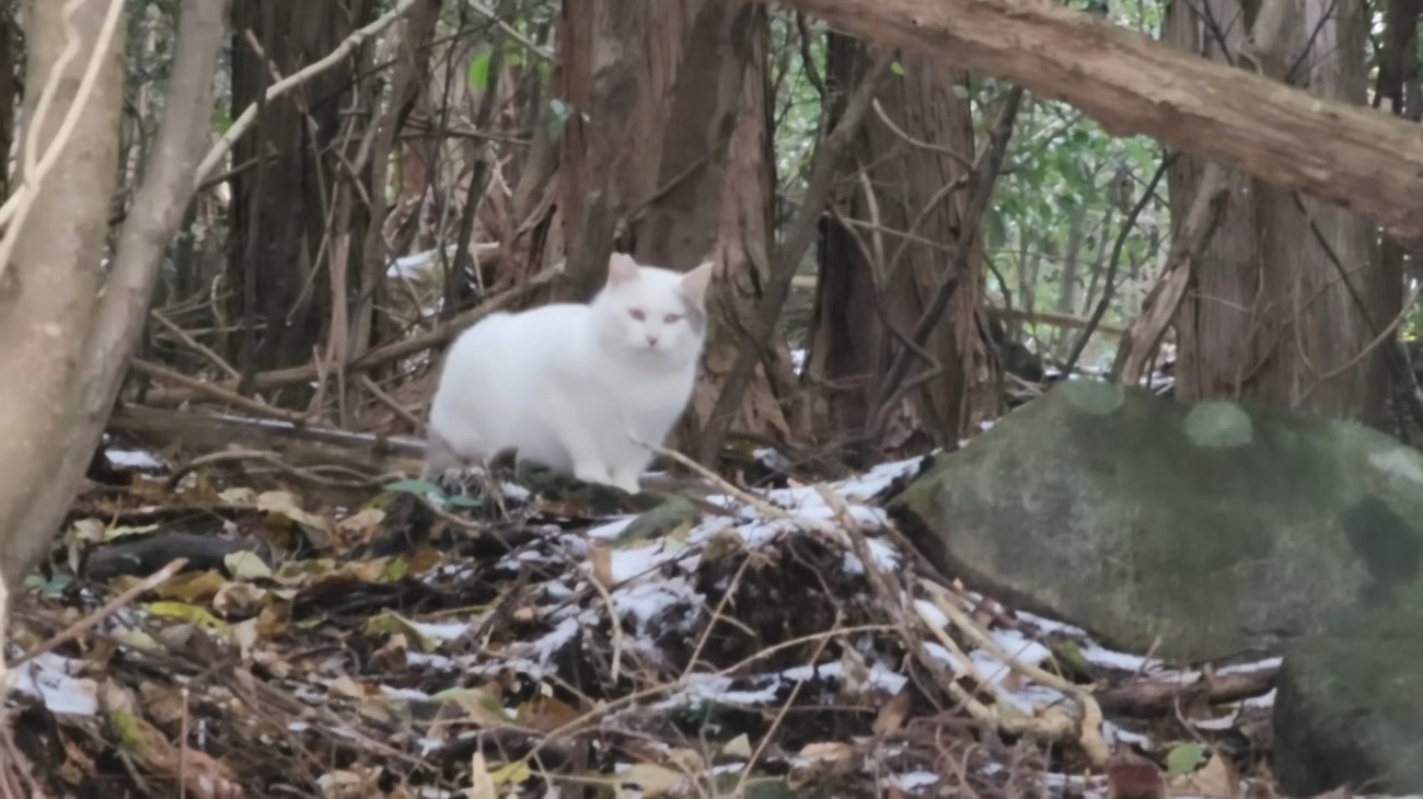 山奥にいる猫