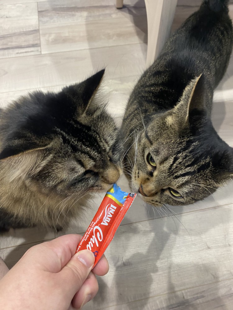 ちゅーるを2匹でなめる様子