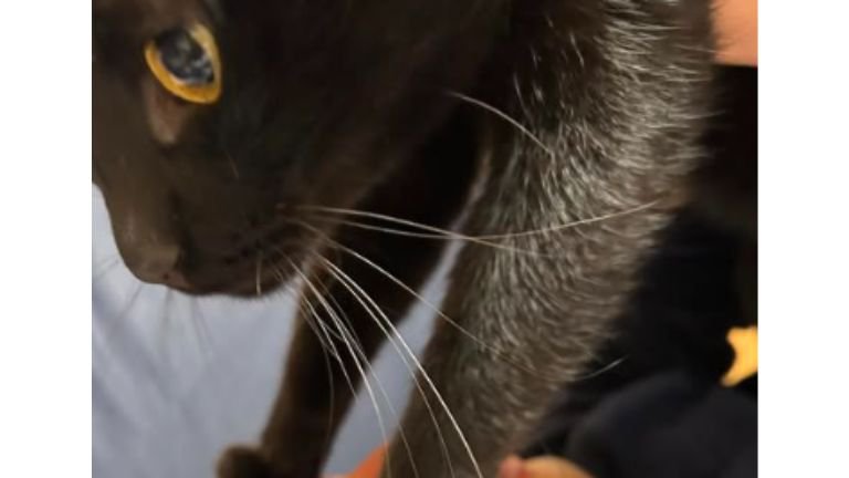 顔に乗っている猫