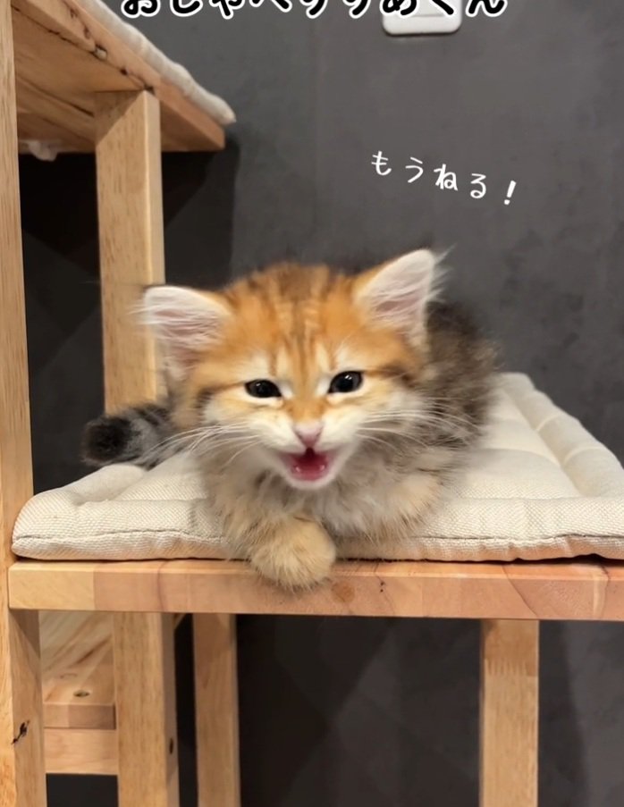 おしゃべりする猫