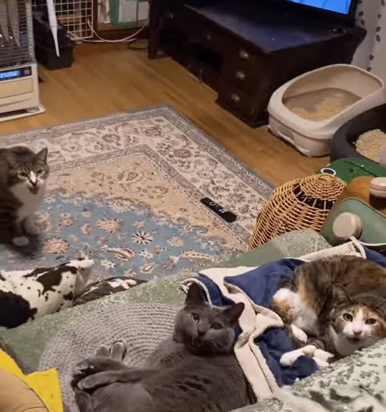 口を開けている3匹の猫