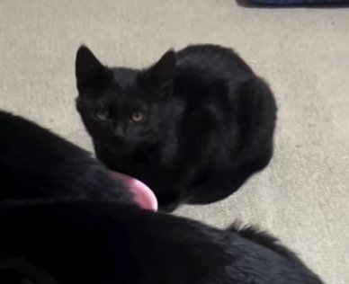 器から顔を上げて投稿者を見つめる黒い子猫