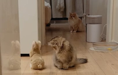 横を向く猫