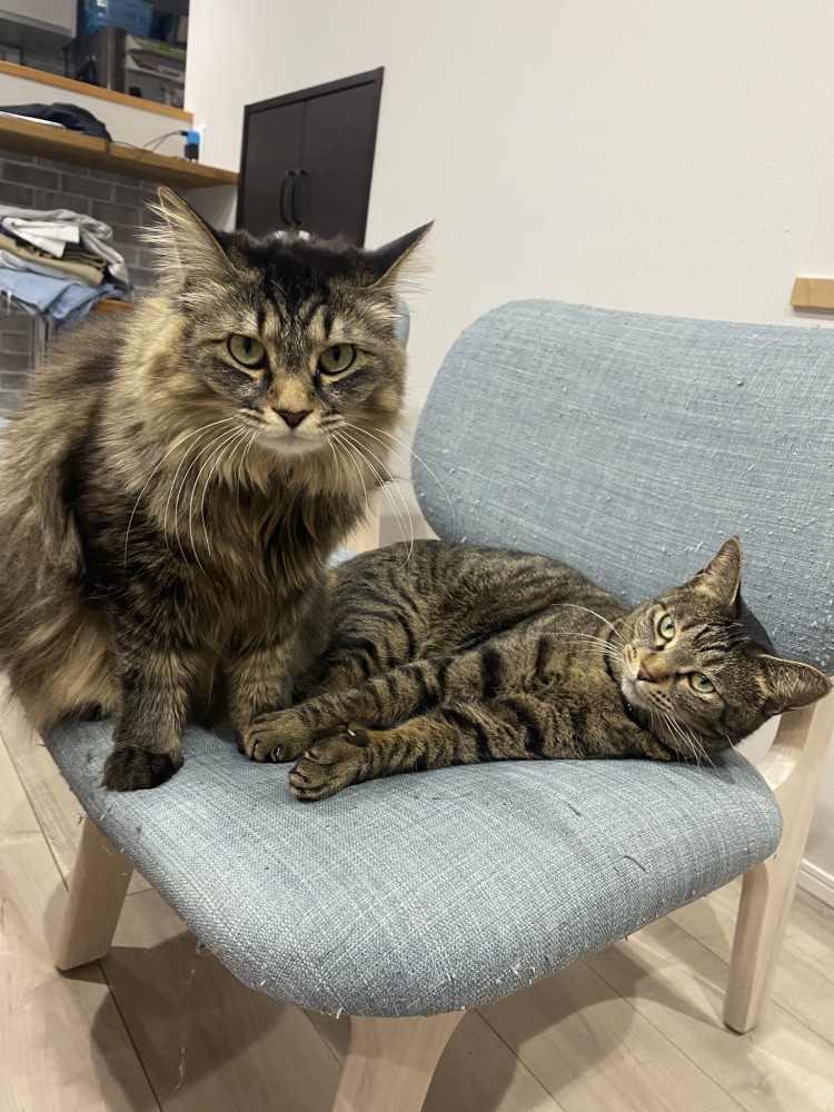 椅子の上に座る長毛の猫と寝そべる短毛の猫