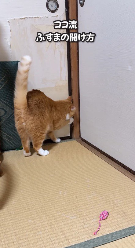 襖と壁の間に前足を入れる猫