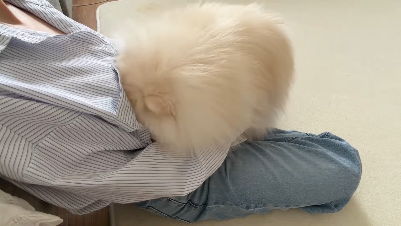 顔を埋める犬