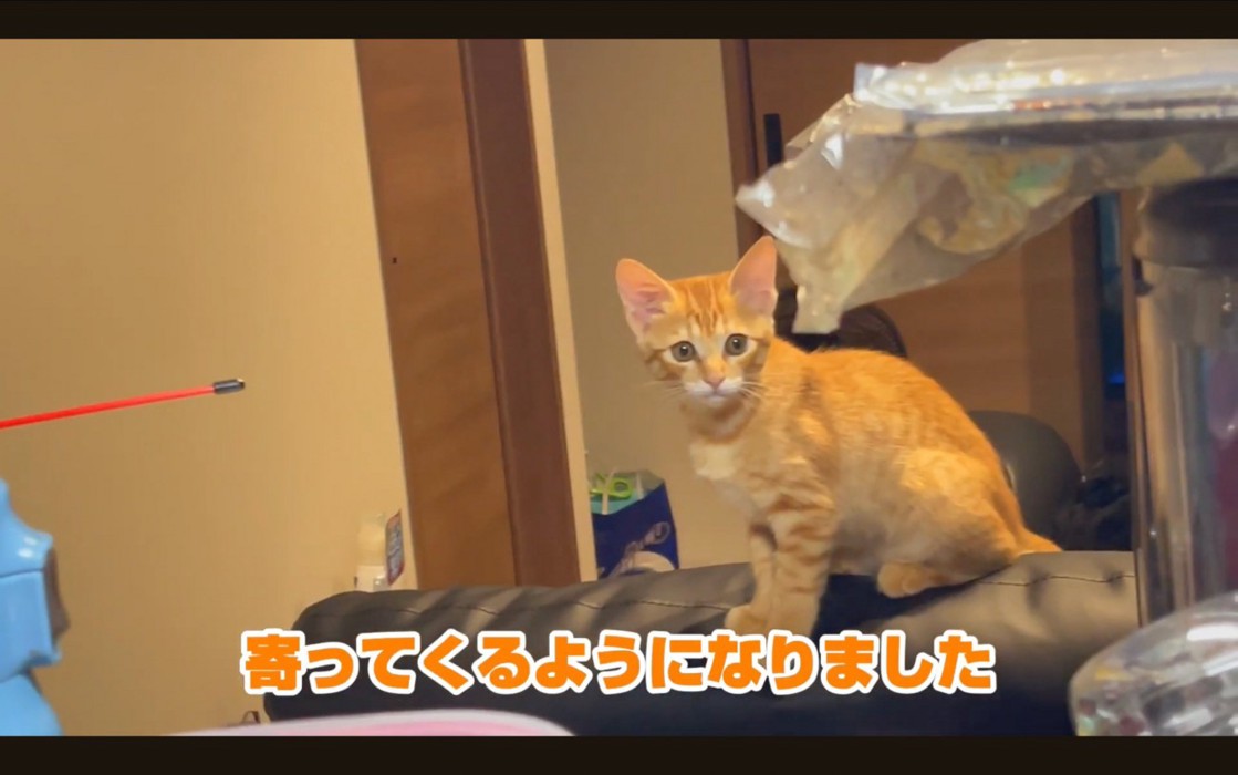 訴える猫