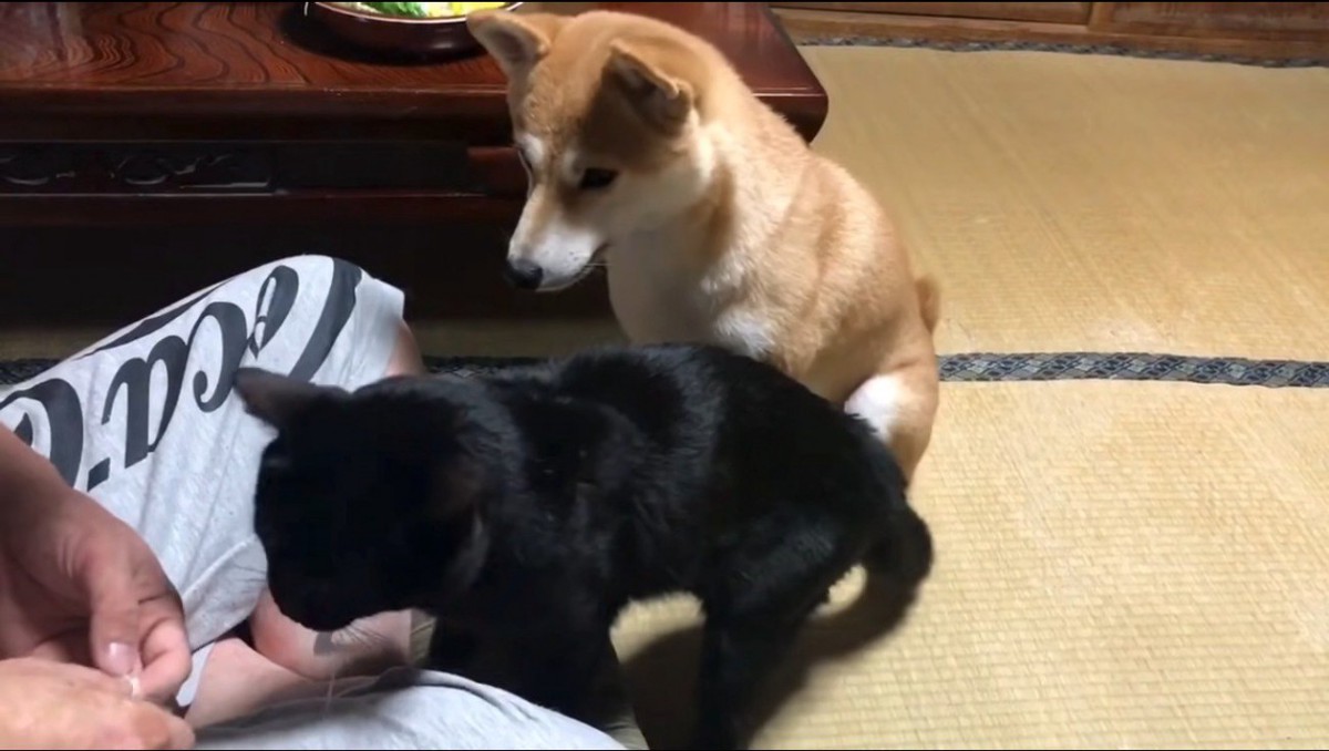 飼い主からおやつをもらう猫を見つめる犬