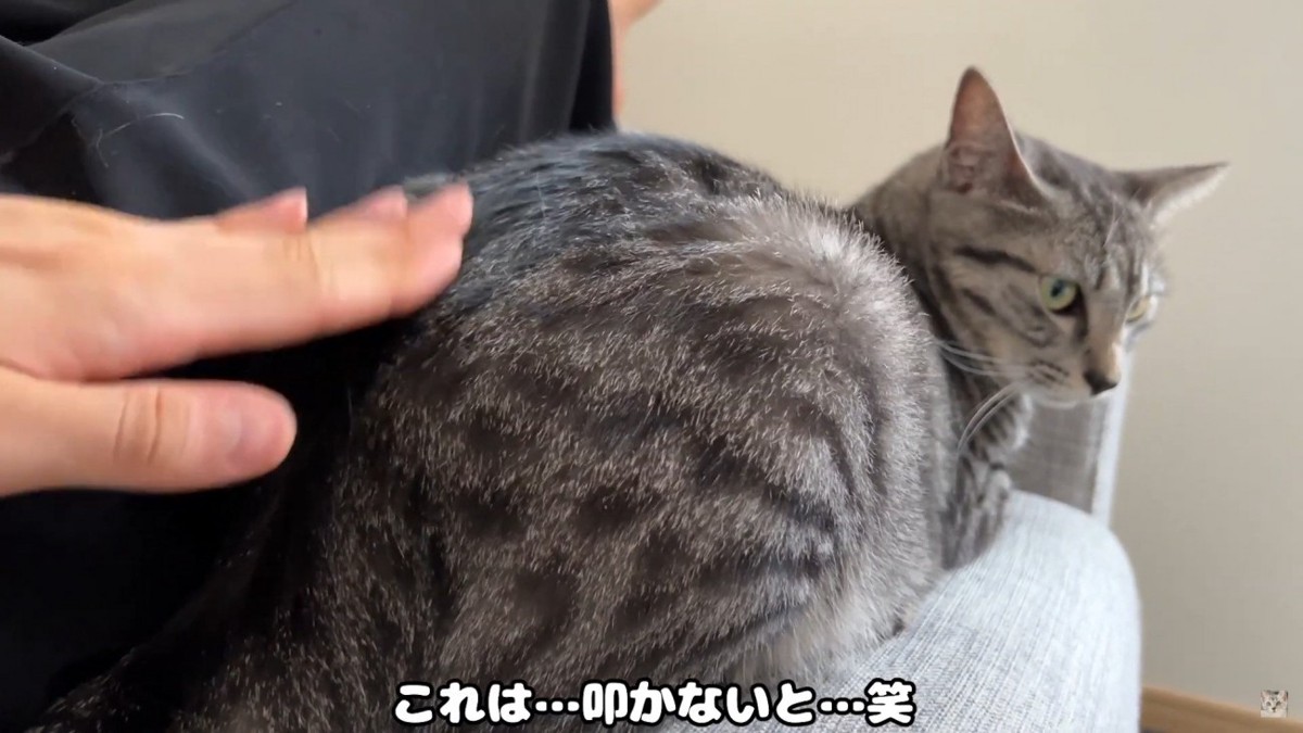 撫でられる猫