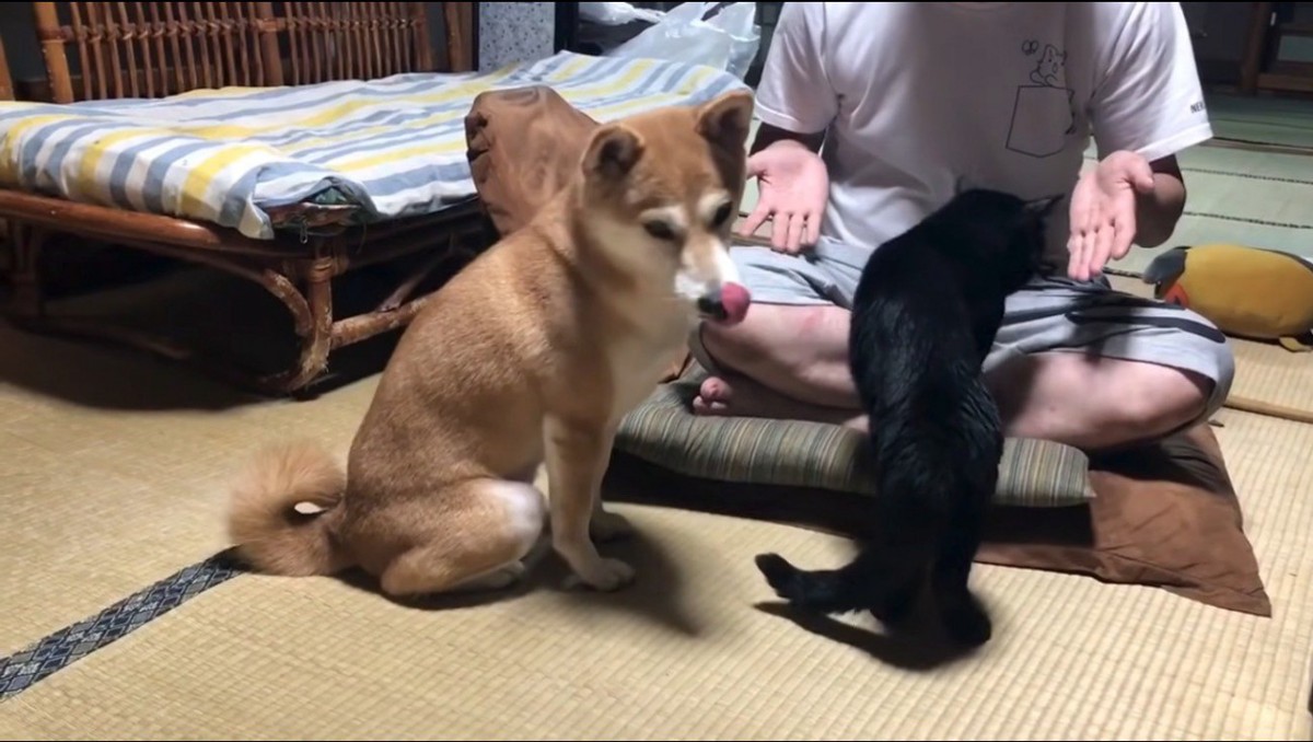 飼い主の膝に前足を乗せる猫と、自分の口の周りを舐める犬