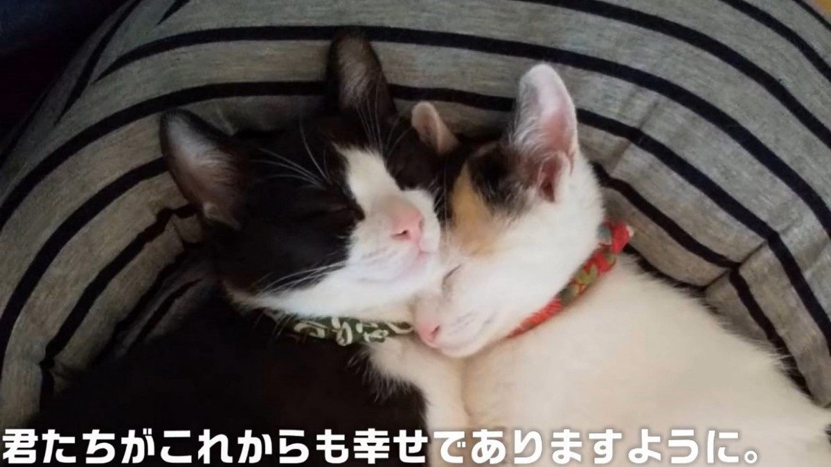 一緒に眠るハチワレ猫と三毛猫