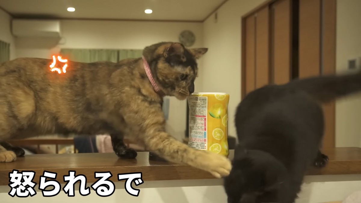 たっちゃんに猫パンチされるみちこ