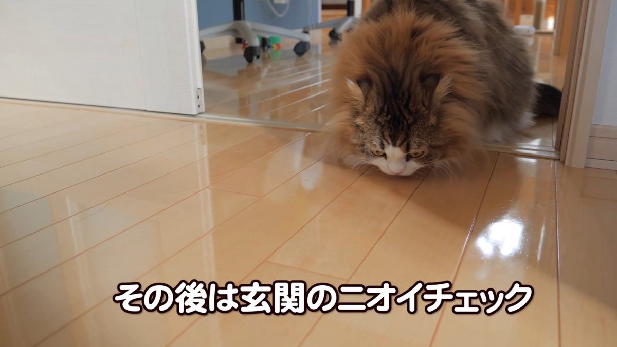 床の匂いを嗅ぐ猫