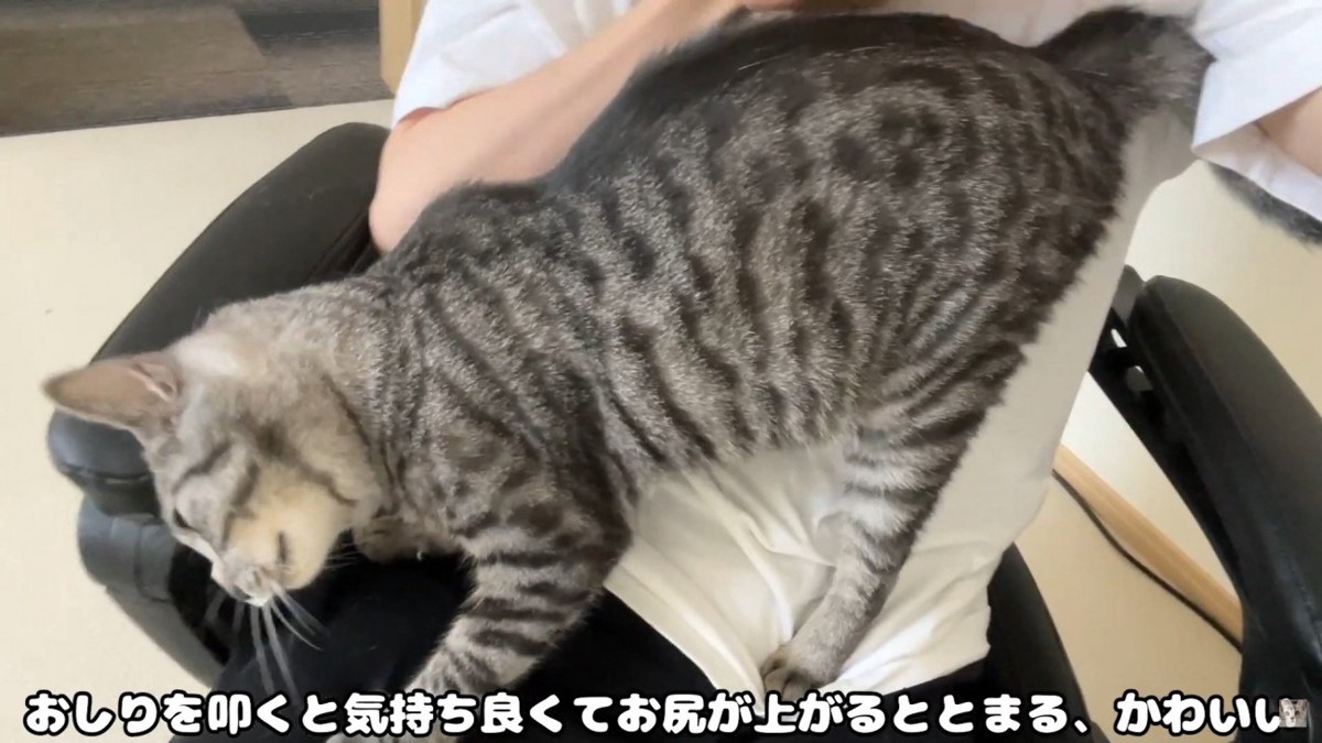 お尻を上げる猫