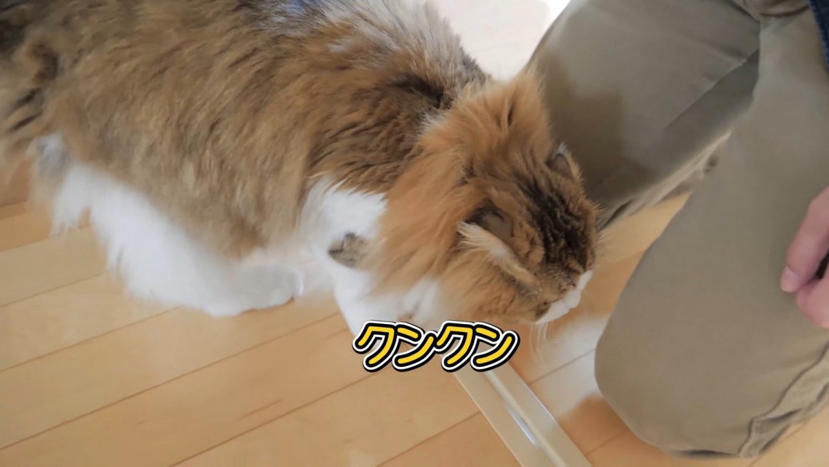 左足の匂いを嗅ぐ猫