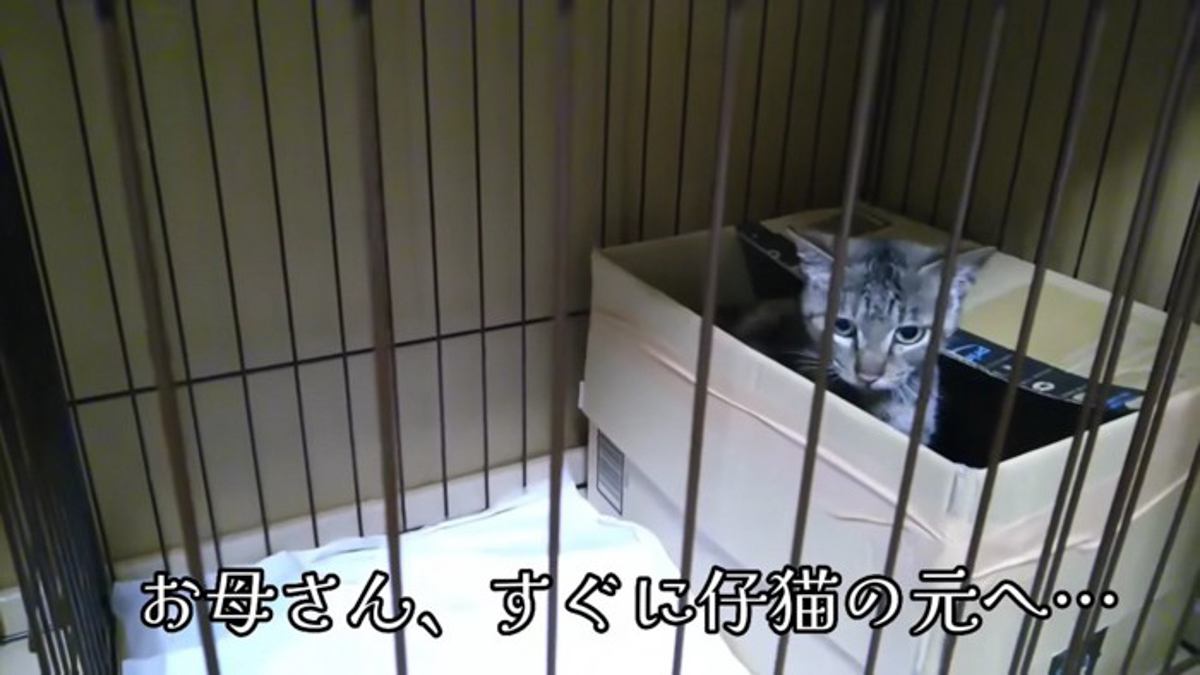 子猫の元へ