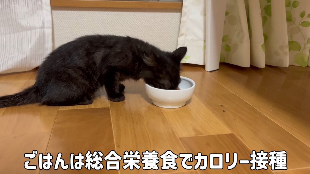 ごはんを食べる保護当時のみちこ