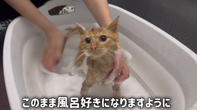 洗われる子猫