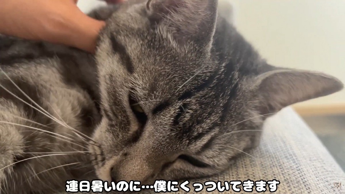 ソファでくつろいでいる猫