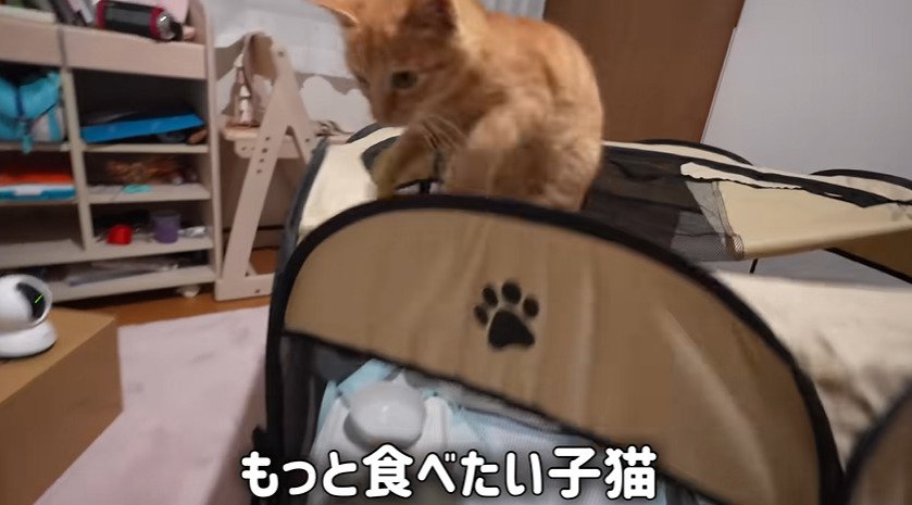 人間に抱きつく子猫