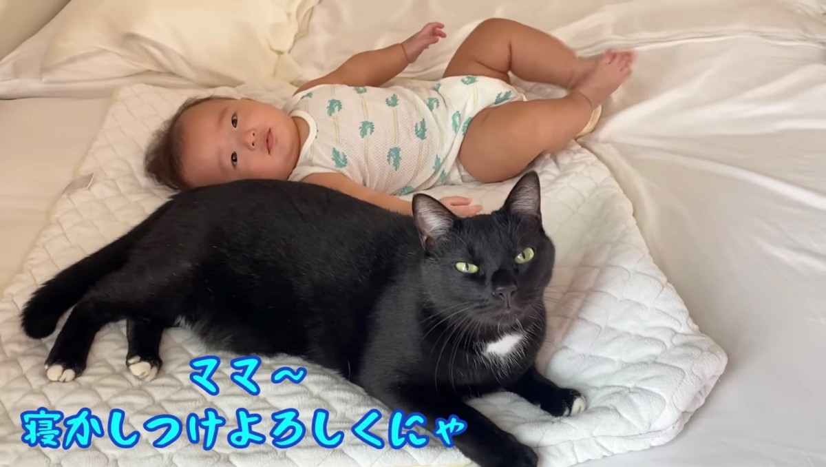 動く赤ちゃんに落ち着かない猫