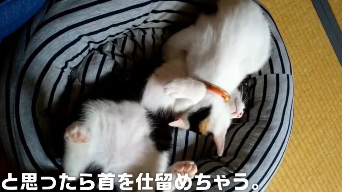 三毛猫に首を仕留められるハチワレ猫