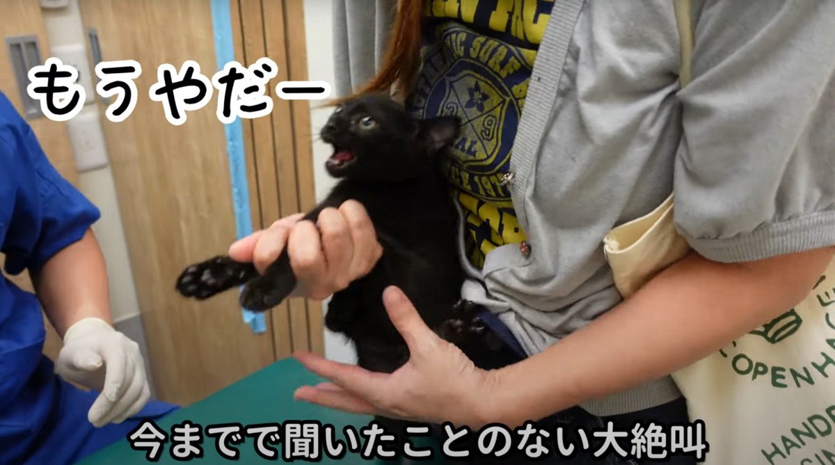 診察を受ける猫