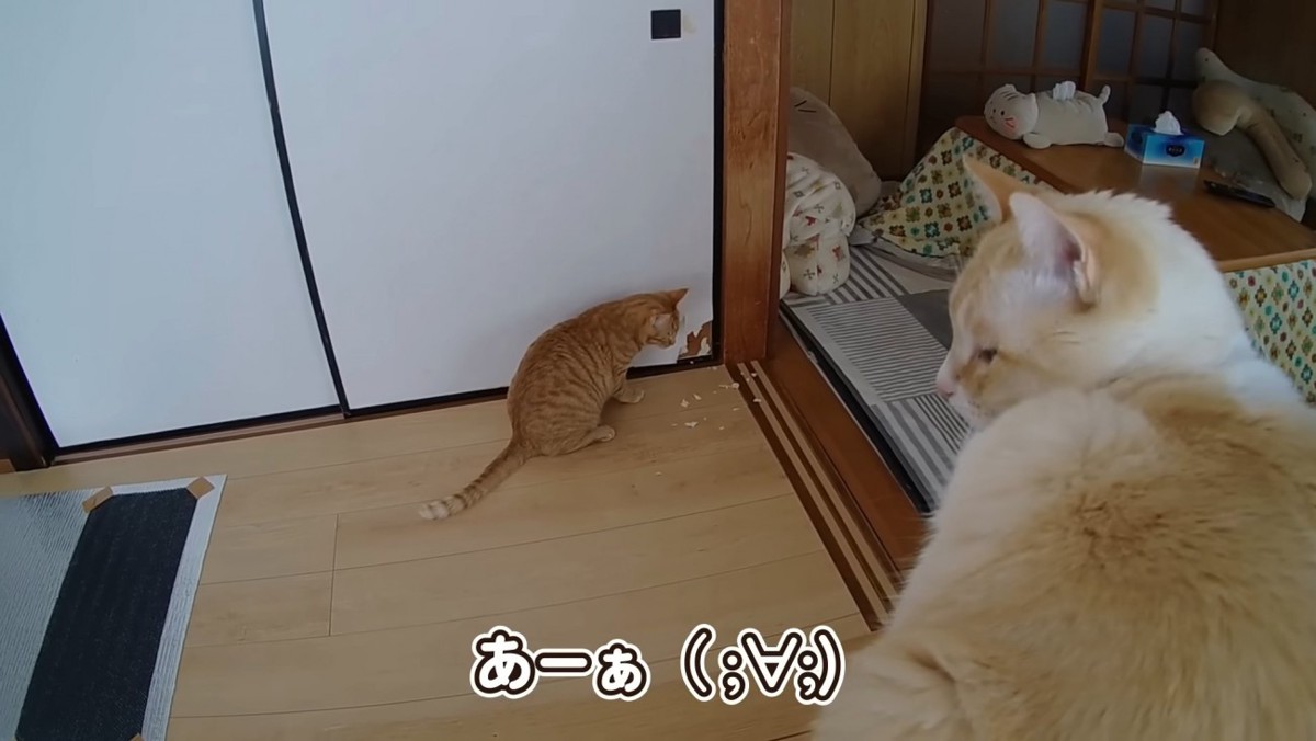 ふすまを破る猫