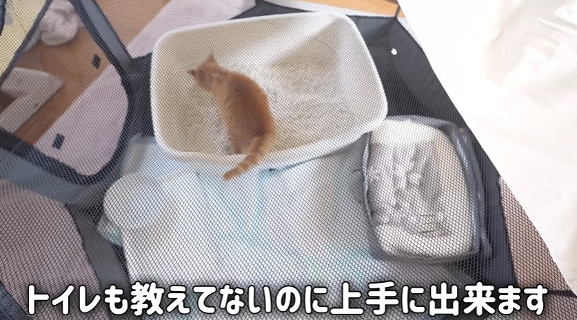 抱きかかえられる子猫