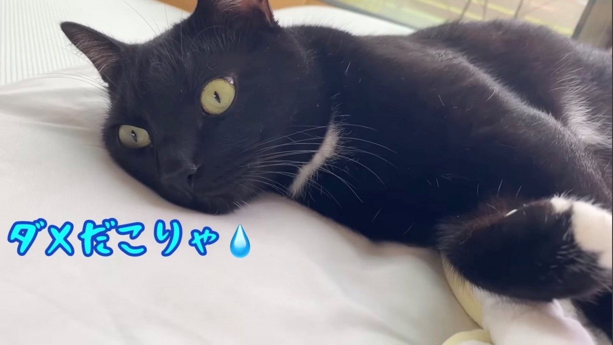 眠るのを諦めた猫