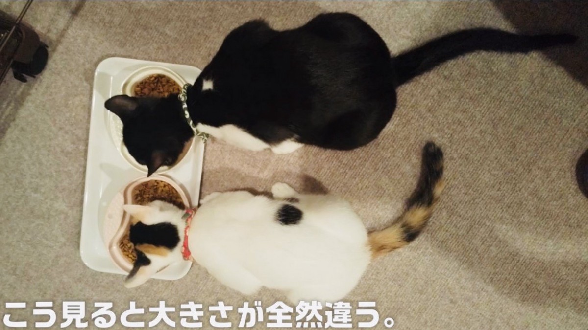 ごはんを食べるハチワレ猫と三毛猫