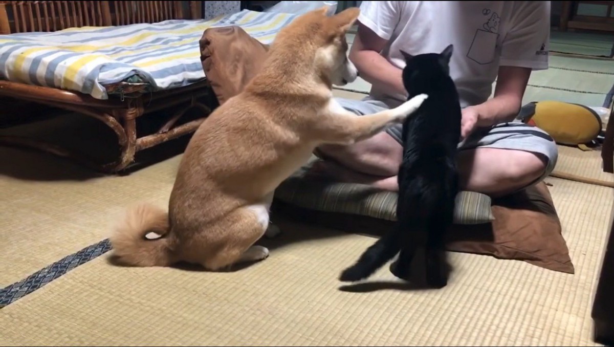 猫の背中に前足を置く犬