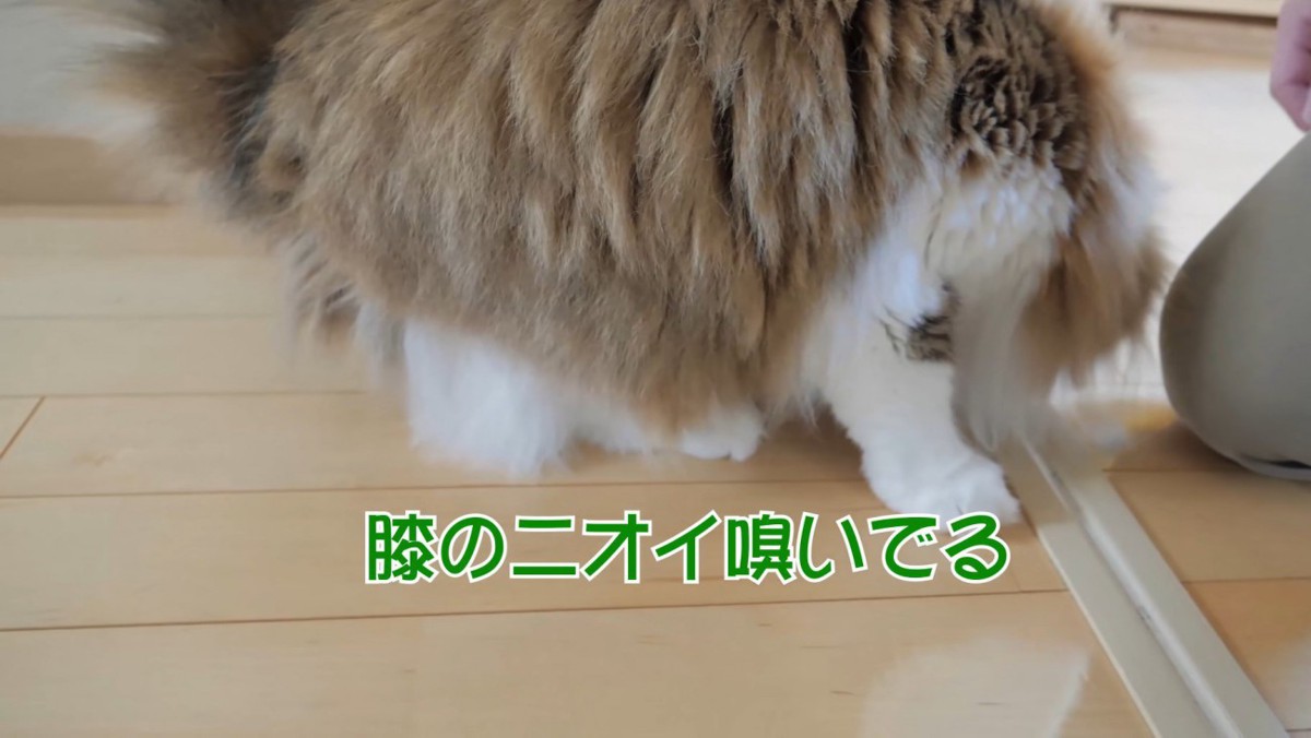 膝の匂いを嗅ぐ猫