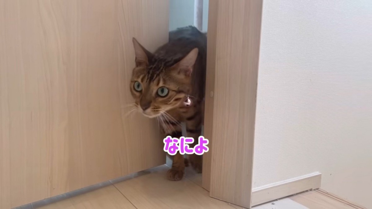 「なによ」のテロップと猫