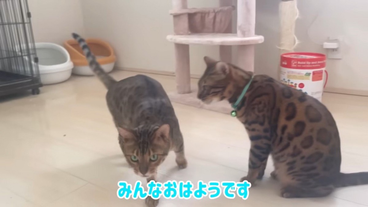 2匹の猫