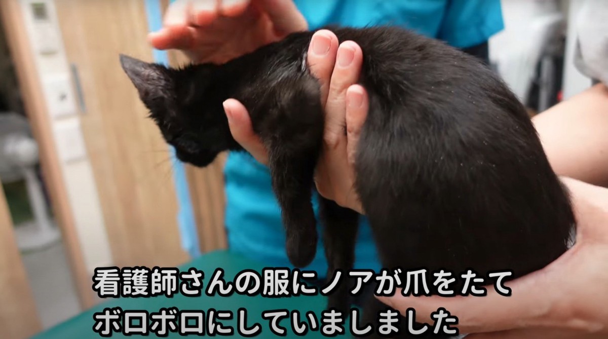 抱かれる猫