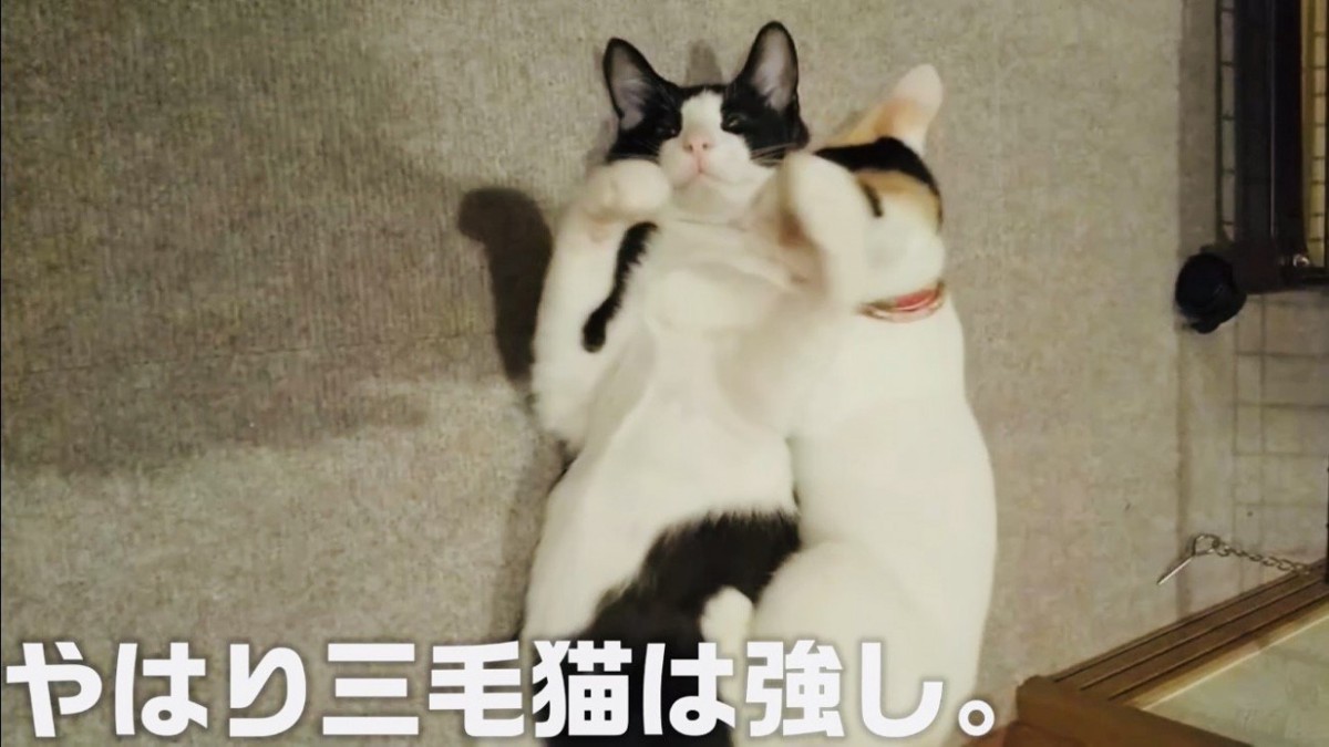 ハチワレ猫に飛びつく三毛猫