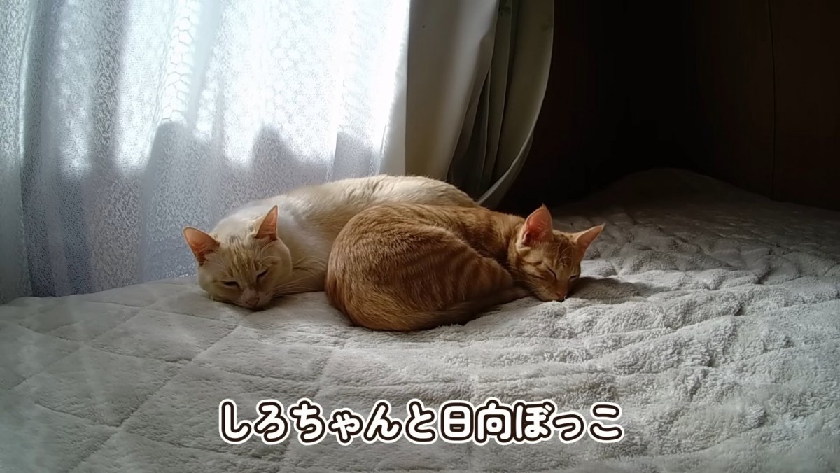 くっついて寝る2匹の猫