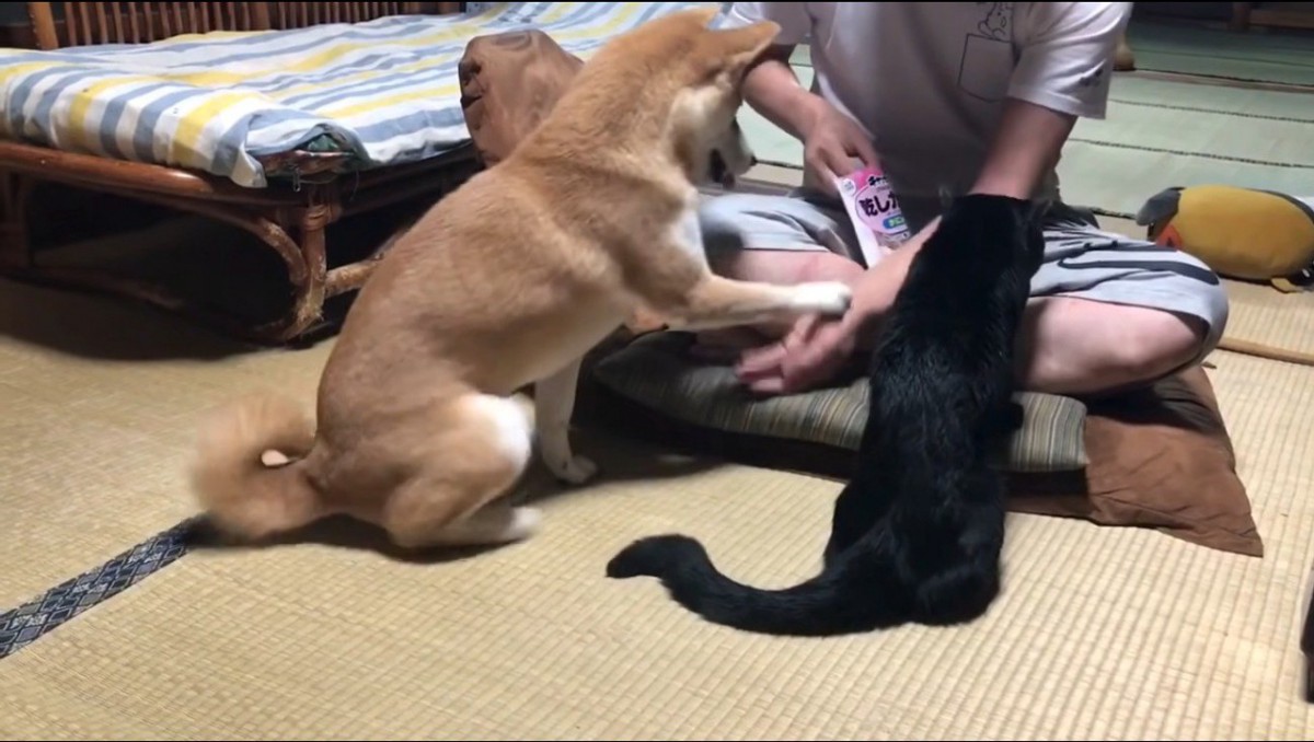 猫の隣で飼い主に『お手』をする犬