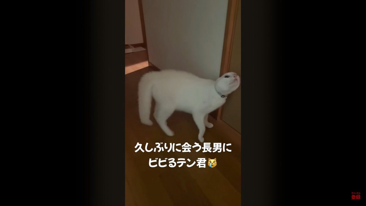 猫語