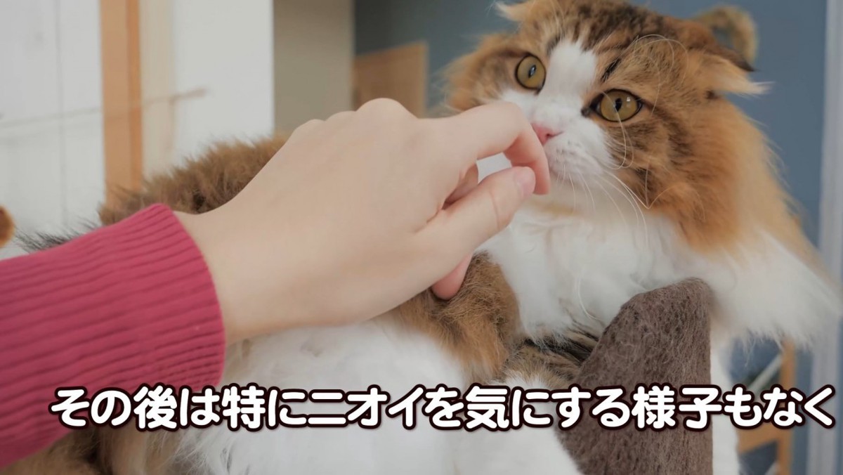 指の匂いを嗅ぐ猫