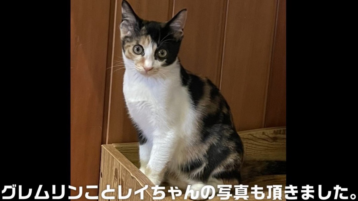 カメラ目線のサビ猫