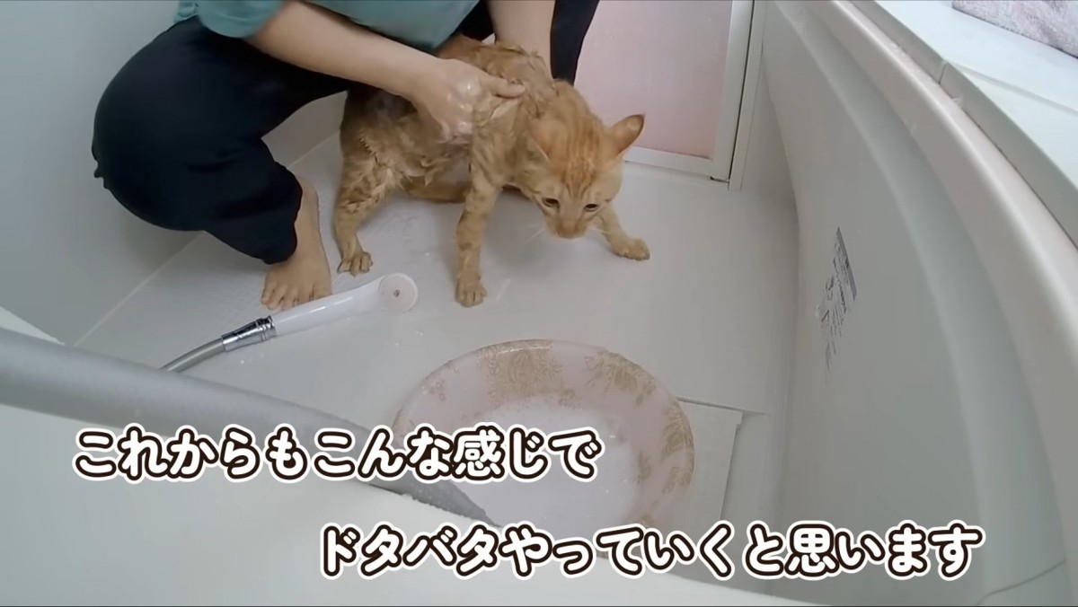 シャンプー中の猫