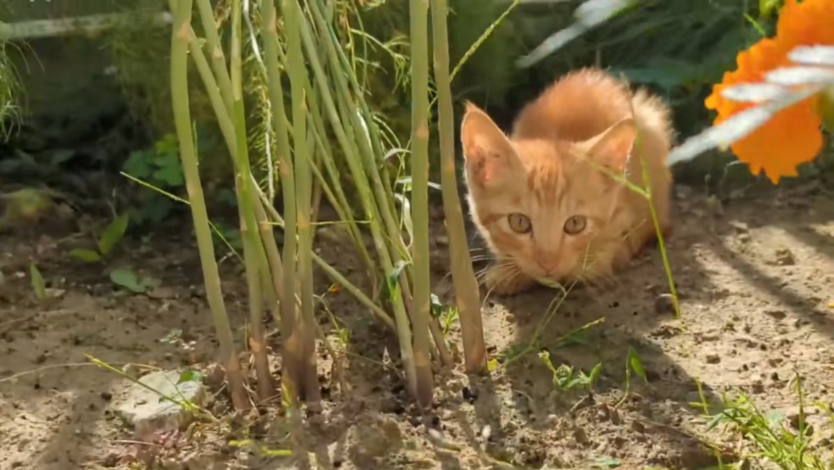 茶トラの子猫